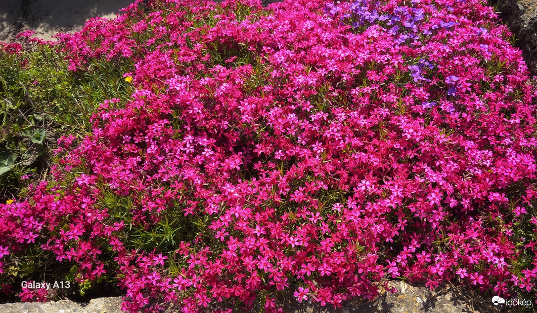 Árlevelű lángvirág