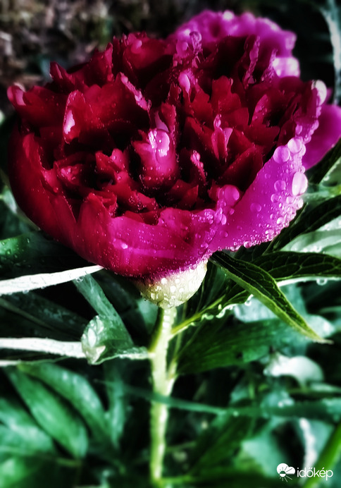 Pünkösdi rózsa esőcseppes 2