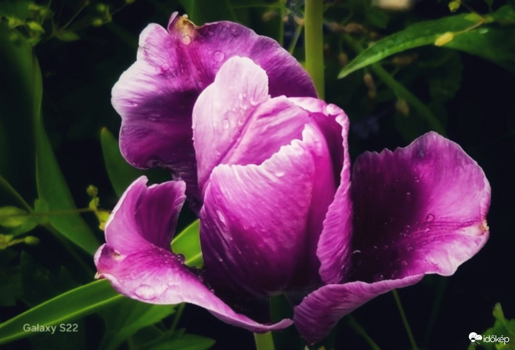Esőcseppes a tulipán