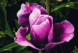 Esőcseppes a tulipán