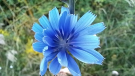 Kékség