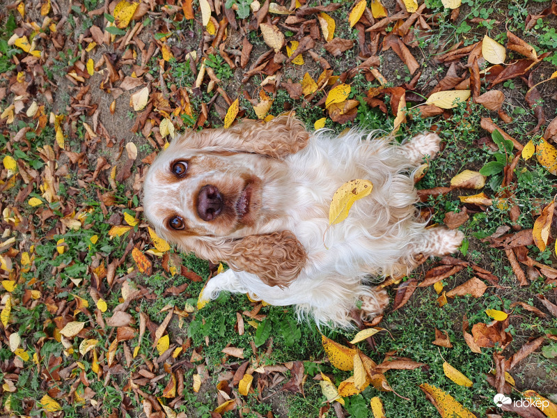 Levélhullás indul...sebaj, elkapom mind :)