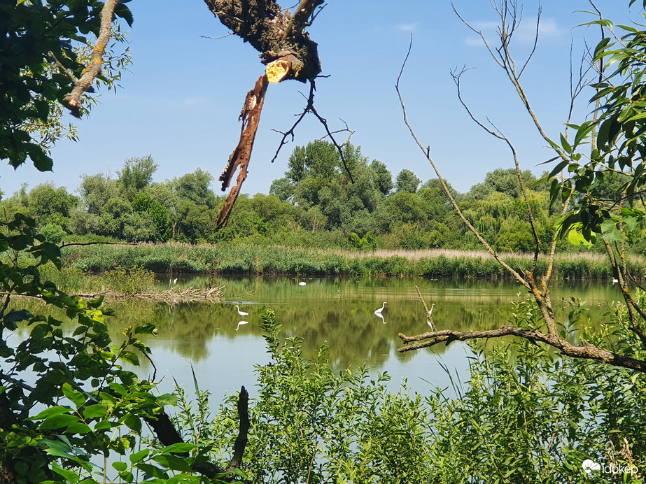 Vadregényes Kis-Balaton