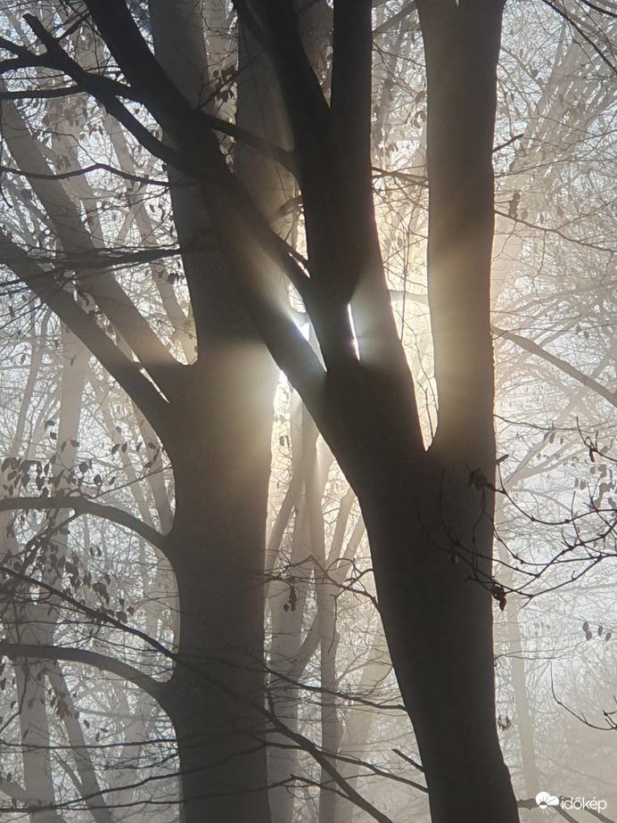Ölelkező fák a ködben