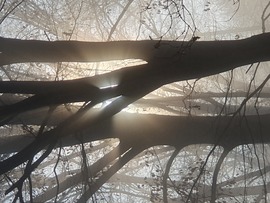 Ölelkező fák a ködben