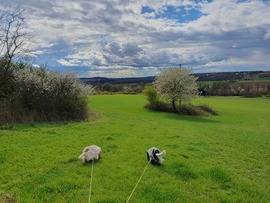 Vasárnap délutáni életkép göcseji panorámával