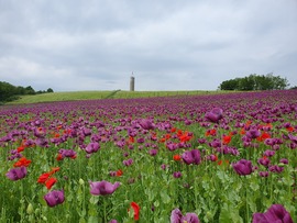 Kandikó (Zala vármegye legmagasabb pontja)