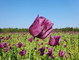 Kislengyel mellett