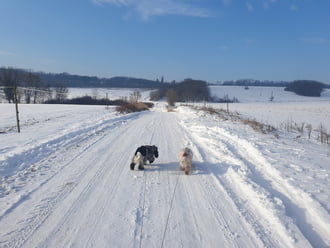 Ideális sétáltató idő ❄️❤️