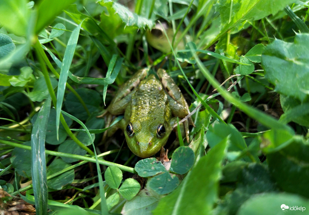 Kecskebéka.