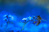 Virágzik a kéknefelejcs Lillafüreden 