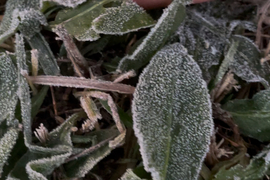 Ma reggel fagy volt Gyúrón