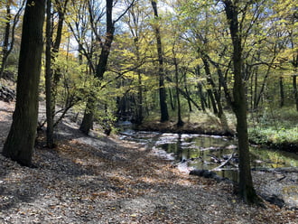 Gaja patak