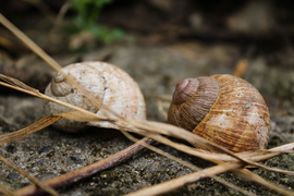 hriczumirella fotója