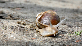 Kivácsiga