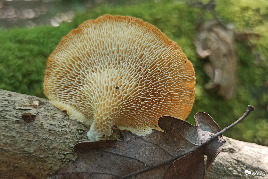 Likacsos gomba