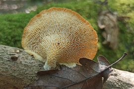 Likacsos gomba