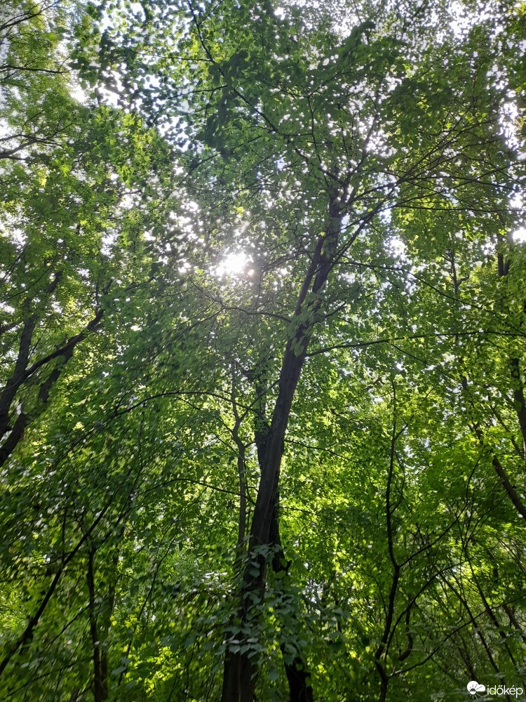 Pilisborosjenő