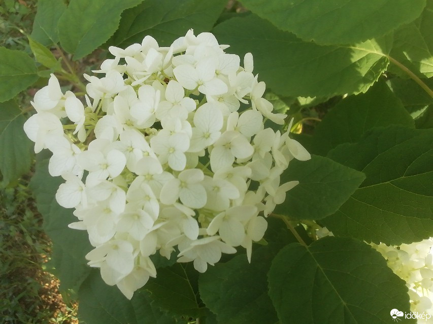Pilisborosjenő