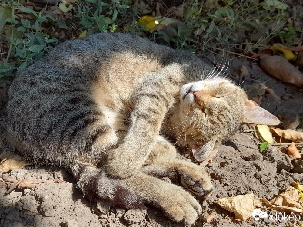 Báránd