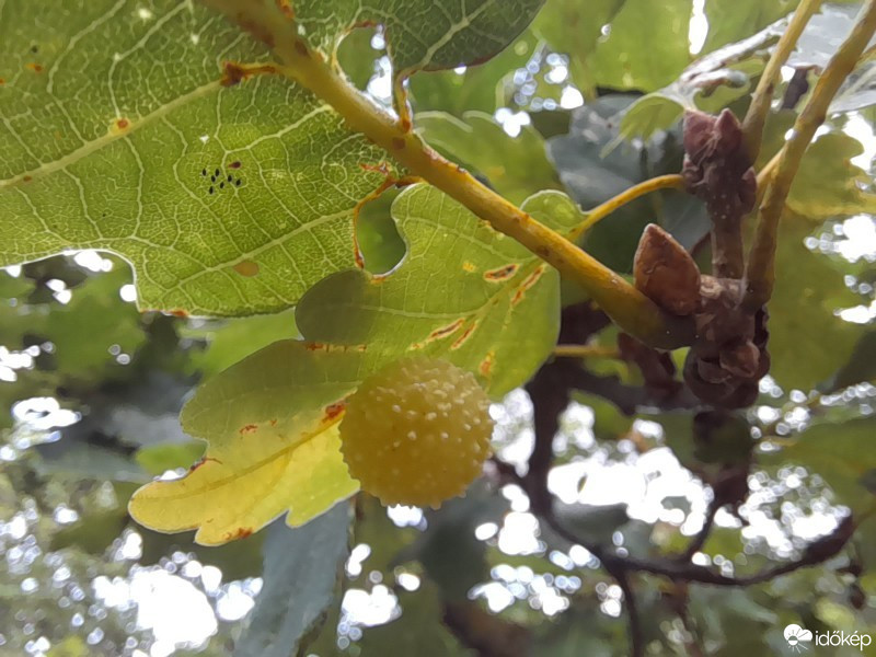Pilisborosjenő