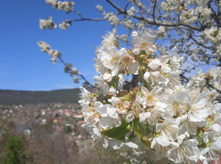 Virágzó cseresznyefa