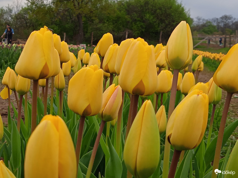 Tulipánmező