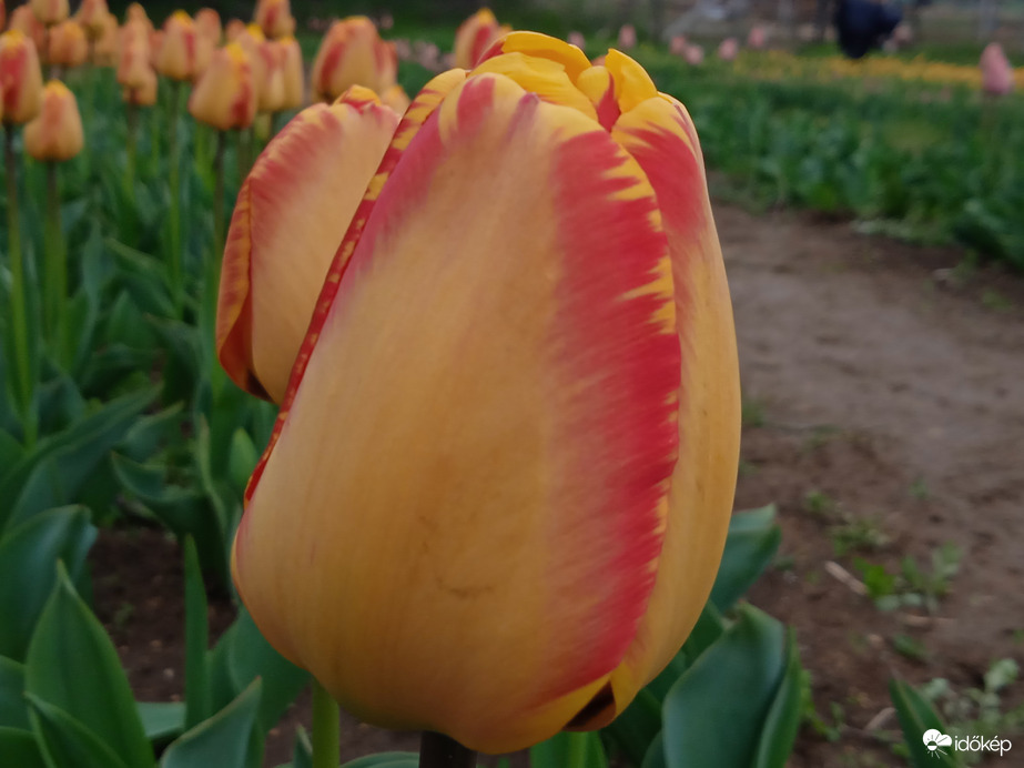 Tulipánok 