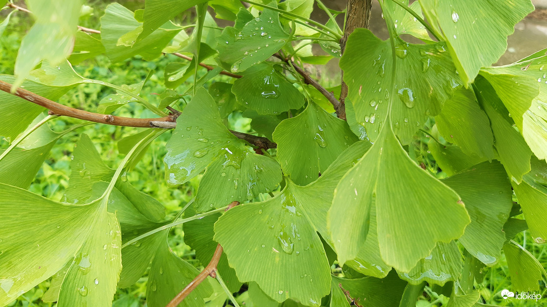 Ginkgo Biloba
