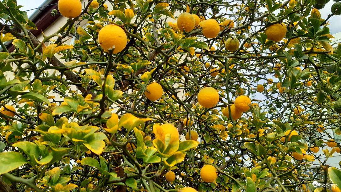 la-la-la-...Is just a yellow lemon tree :)