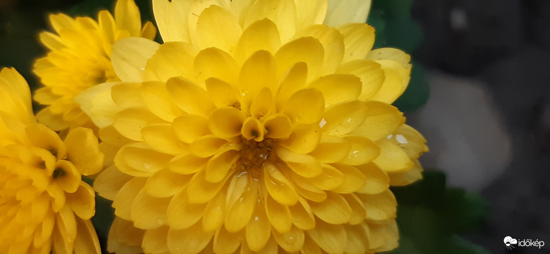 A legszebb, rabulejtő sárga :)