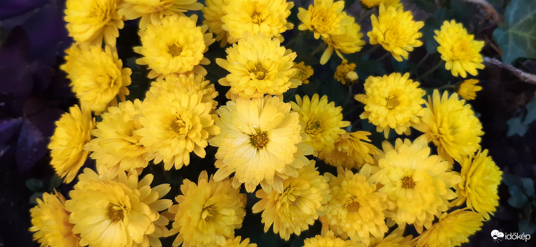 Újfent, anyóspajtás kertjében jártam és találtam :)