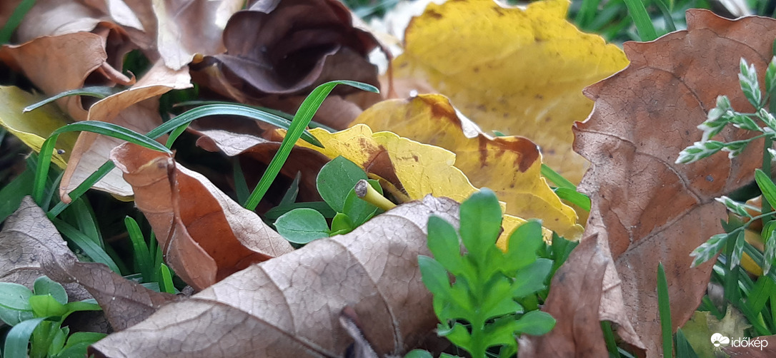 Őszi pillanatképek a munkahelyi kiskertben :)