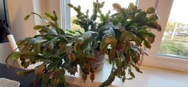 Karácsonyi kaktuszom az irodámban :)