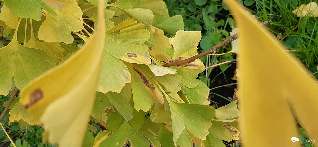 Édes kicsi Ginkgóm :)