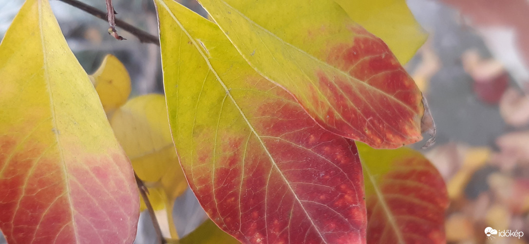 Picit még sárga is vagyok :)