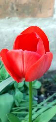 (...)"Hej tulipán, tulipán, Ősi földed hagytad rám, Hegyet járó fák dalát, Völgyben patakok zaját(...)" /Kárpátia/