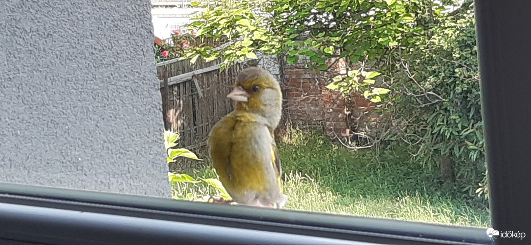 Munka közben kis látogatóm :)