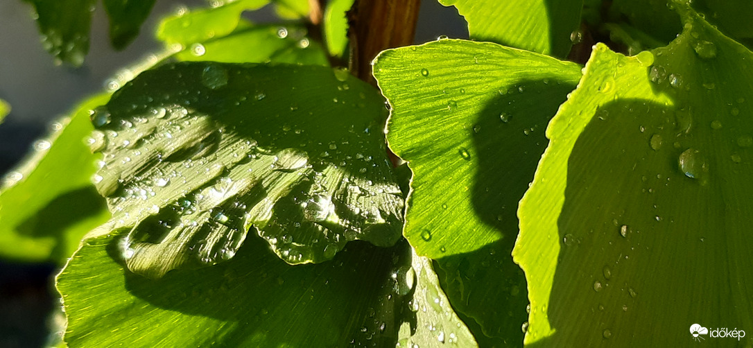 Ginkgo Biloba