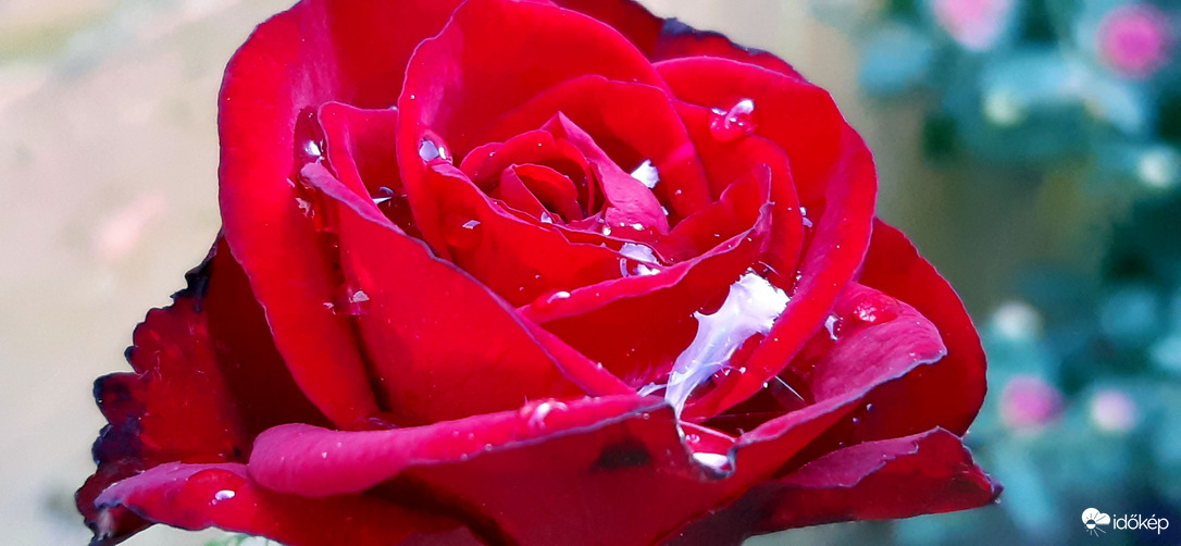 Őszi "könnyhullató"...