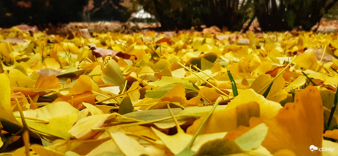 Ginkgo levélszőnyeg Szeged belvárosából :)