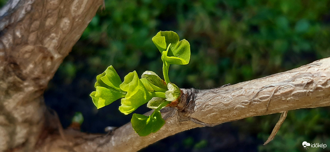 Ginkgo Biloba kipattanó formában :)