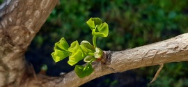 Ginkgo Biloba kipattanó formában :)