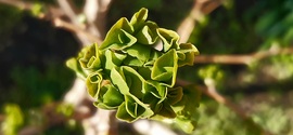 Ginkgo levélcsokor :)