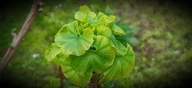 Ginko Biloba fám alakul :)