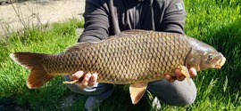Első dunai pontyom, 4kg :)