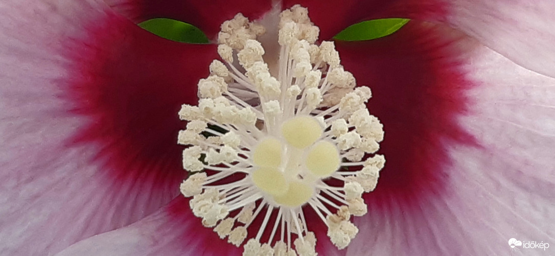 Macskaszemű mocsári hibiszkusz :))
