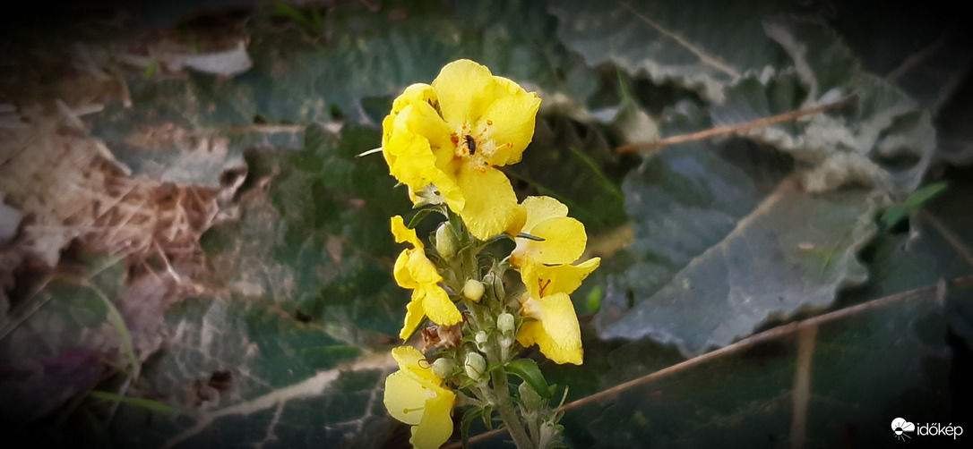 Kis kölök Molyhos ökörfarkkoró, kicccuki :)