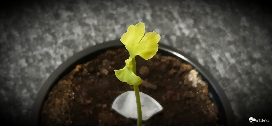 2025.11.30. kicsi Ginkgom :))