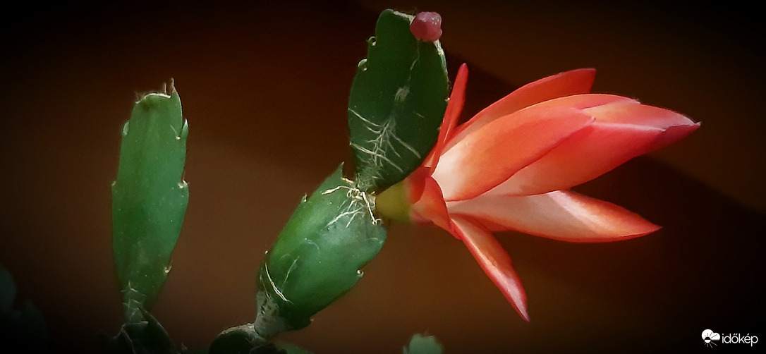 Ha elmúlik karácsony....én akkor is visszajövök :))